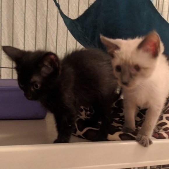 Meet your Posher, Chloe - Picture 9 of 15